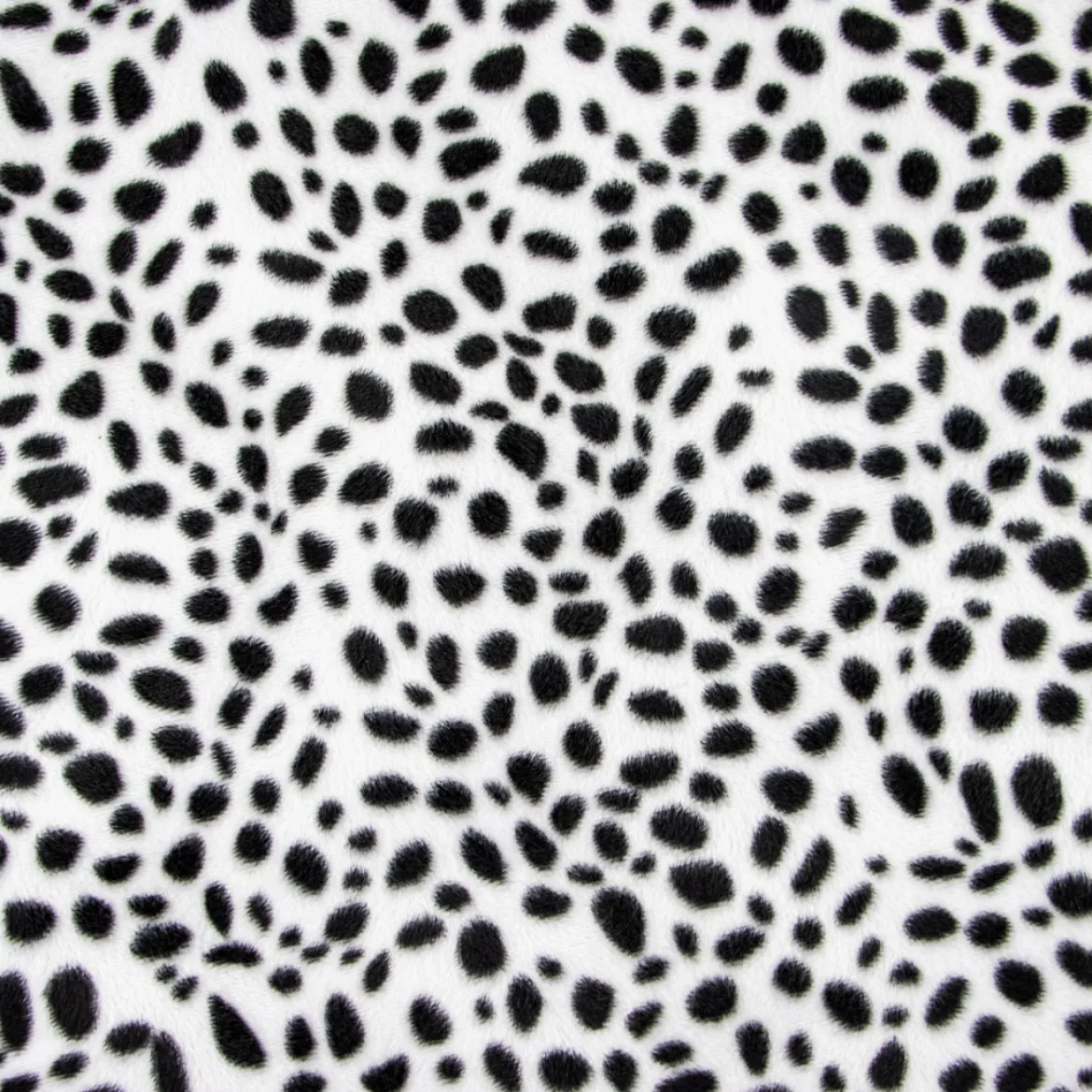 CAVALLINO DALMATA