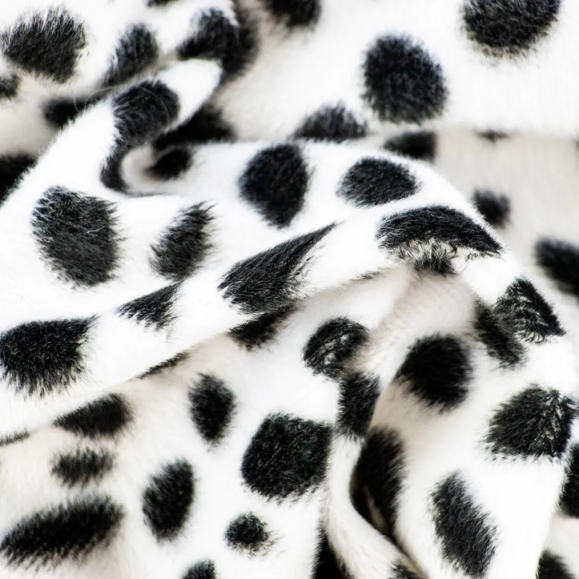 CAVALLINO DALMATA