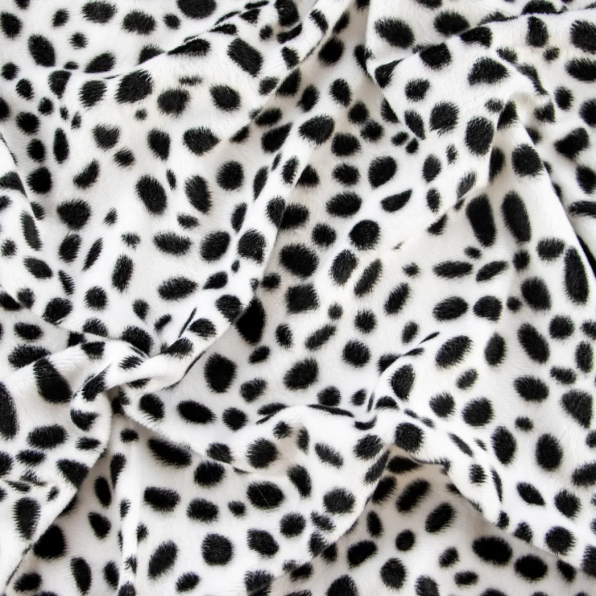 CAVALLINO DALMATA