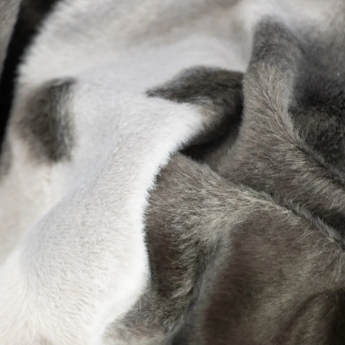 CAVALLINO FOCA