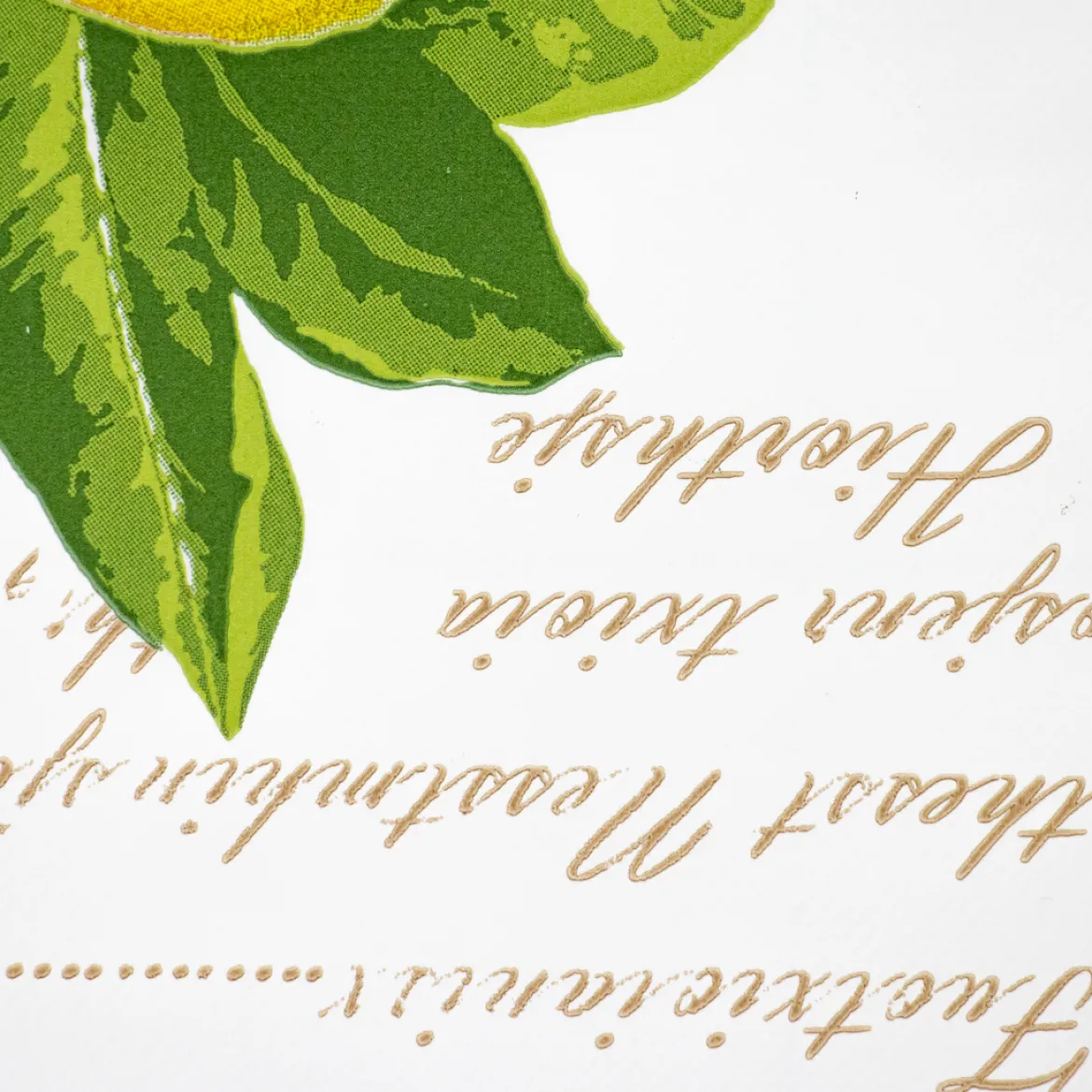 CERATA FANTASIA LIMONI